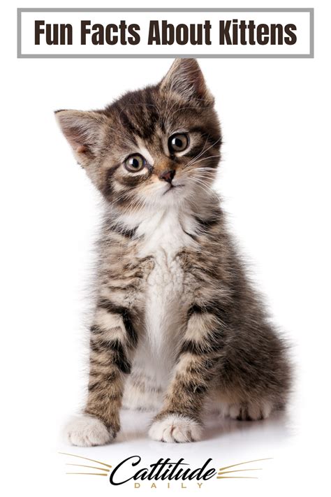 Kittens Are Simply The Cutest Cattitudedaily Kittens Kittenfacts