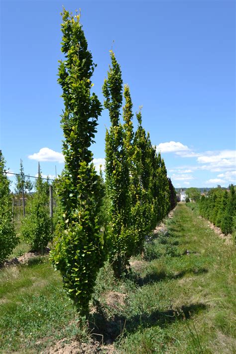 Fagus Sylvatica Dawyck Gold Guillot Bourne