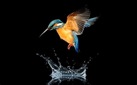83228 Kingfisher Bird 4k Wallpaper Images