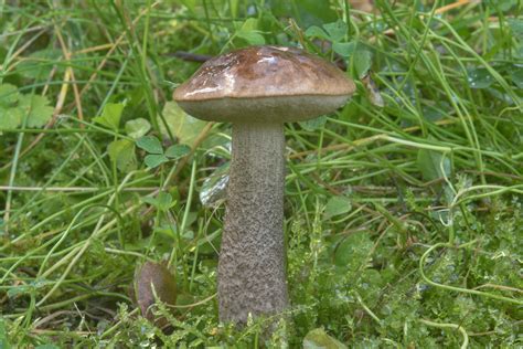 Photo 2118 12 Brown Birch Bolete Mushroom Leccinum Scabrum On