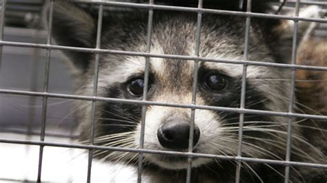 aggressive raccoon attacks woman in downtown vancouver ctv news