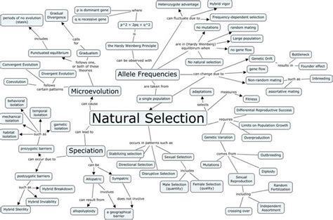 A Mind Map With The Words Natural Selection And Other Things To See In