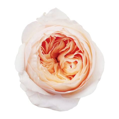 David austin roses are obviously incredibly special. Juliet David Austin Garden Roses | Premium Wholesale ...