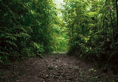 Pathway Into Rainforest Photo Mural Tenstickers