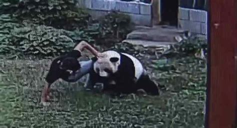 What Was He Thinking Man Wrestles Giant Panda After Jumping Into Zoo