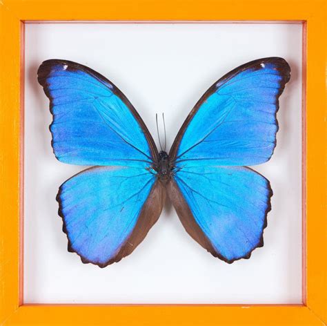 The Giant Blue Morpho Morpho Didius Butterfly Taxidermy See Throug