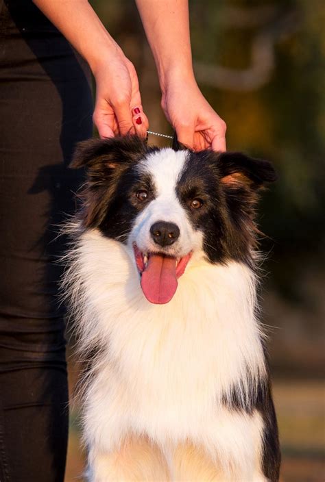 Felix Purebred Healthy Border Collie Puppy For Sale