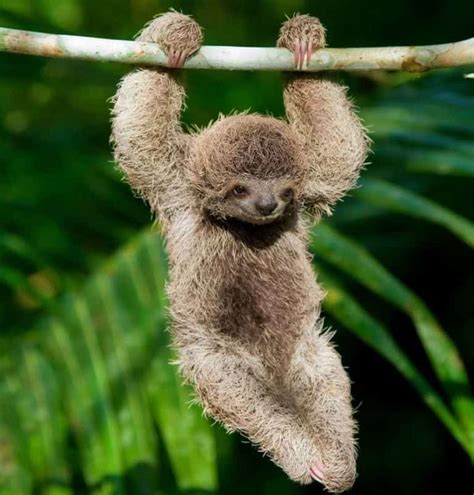 Cuteness Overload Lonely Planet Shares Costa Rican Sloth