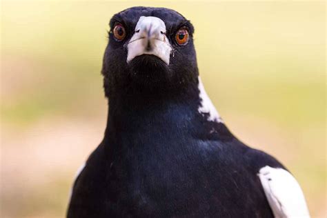 The One Foolproof Way To Avoid Being Swooped By A Magpie