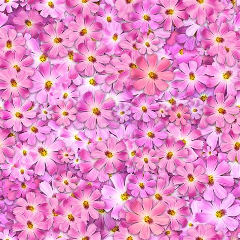 Beautiful Seamless Blooming Floral Pattern A Beautiful Pink Flower