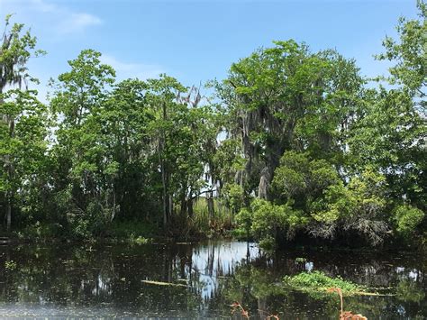 Jean Lafitte National Parks Barataria Preserve In Louisiana Is A