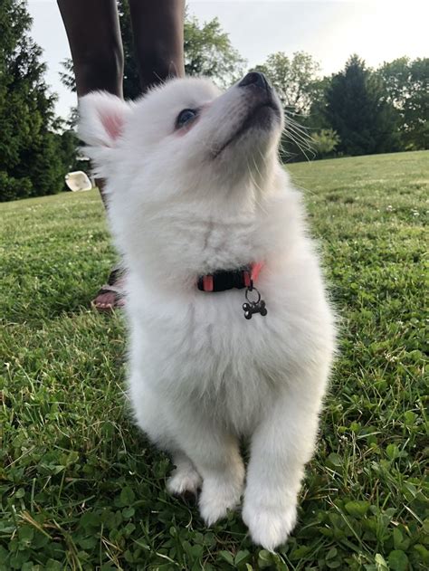 Pin On Miniature American Eskimo