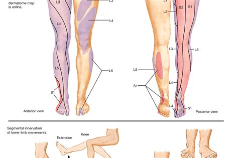 File Dermatomes And Cutaneous Nerves Anterior Png Wikipedia Sexiz Pix