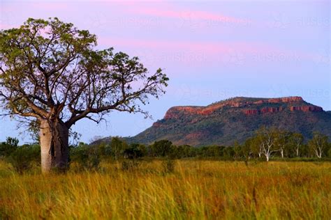 Image Of A Regular Kimberley Scene Seen At Dusk A Boab Tree And