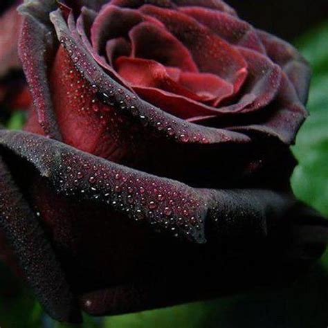 Black Roses Do They Exist Naturally Article On Thursd