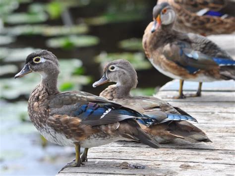 Juvenile Wood Ducks Identification With Pictures Birdfact