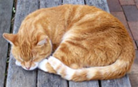 Curled tails can also happen, and is often seen as a chance mutation. Cat Behavior- Petting & the Tail