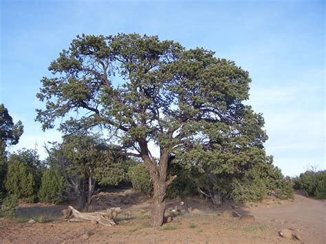 Colorado Pinyon Pine A Colorado Pinyon Pinepinus Edulis Flickr