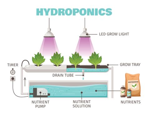 Hydroponics For Beginners The Hydroponics Guru