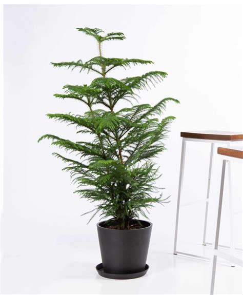 Join The Waitlist Bloomscape Norfolk Pine Live Christmas Trees