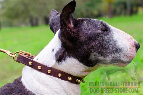 Buy Designer Leather English Bull Terrier Collar Brass Spikes