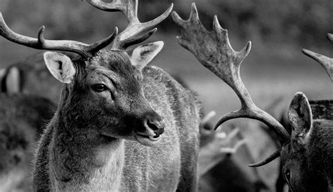 Fotos En Wildlife In Black And White 3db