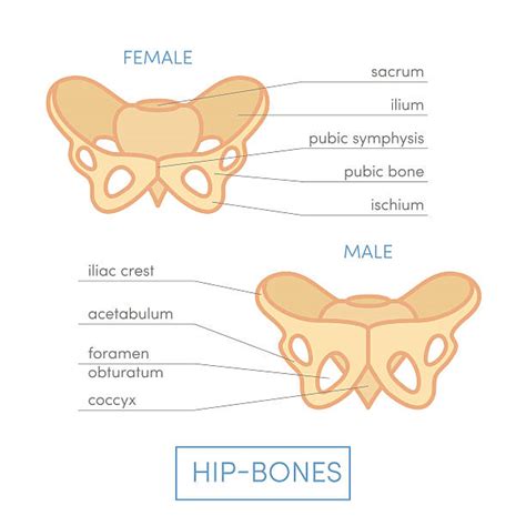 Pelvis Illustrations Royalty Free Vector Graphics And Clip Art Istock