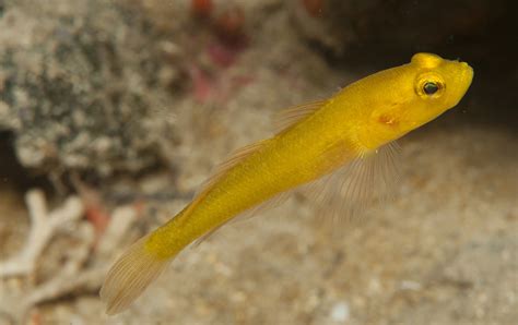 True Gobies Gobiidae Of The Adriatic Sea Adriaticnature