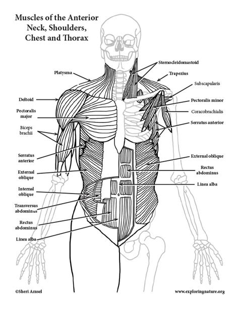 Muscular System Coloring And Labeling Bundle Download