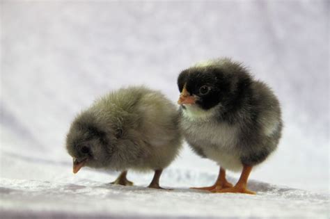 Cute Fluffy Chicks Free Stock Photo Public Domain Pictures