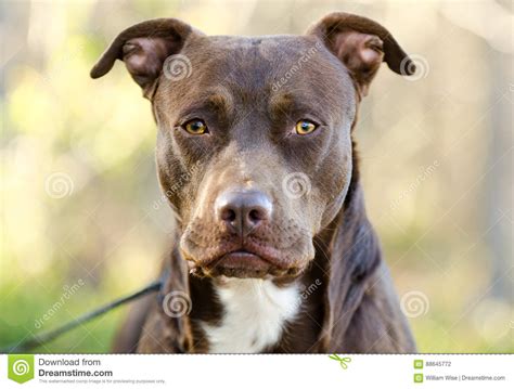 Find your new best friend below—or adopt at a petco store. 27 Beautiful Pitbull Puppies For Adoption Near Me | Puppy ...