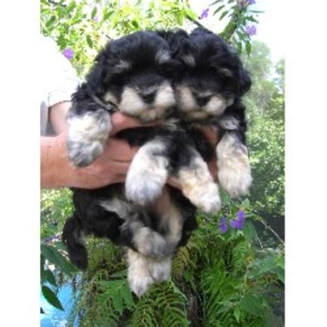 If you need a reputable havanese breeder, you've come to the right website. Coco Cabana Havanese, Havanese Breeder in Tampa, Florida