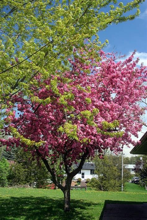 17 Best Tree For Backyard Ideas Dhomish