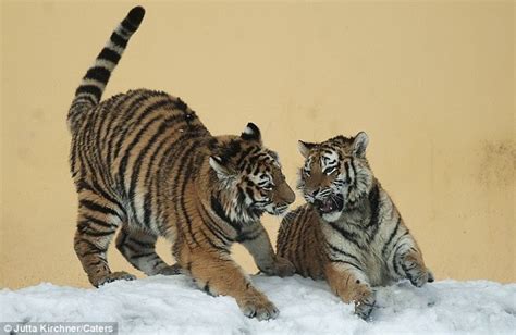 Cute Tigers Dancing On Snow At Vienna Zoo Amazing Creatures