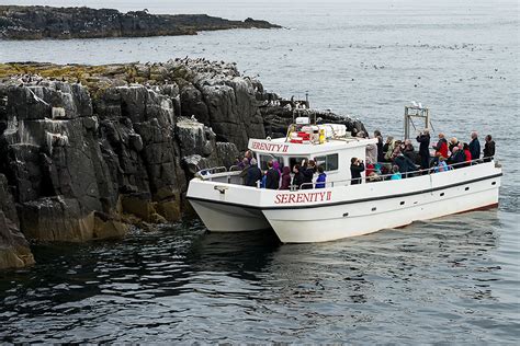 The Best Farne Islands Boat Trips For An Unforgettable Weekend Of Puffins And Seals WeekendCandy