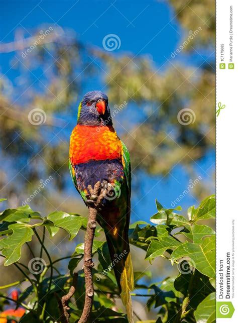 Rainbow Lorikeet Perched In Front Of An Illawarra Flame Tree Stock