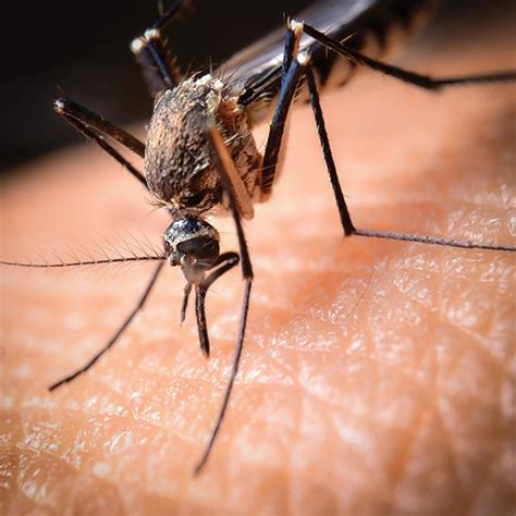 Finding The Genes That Turn On Japanese Encephalitis Asia Research News