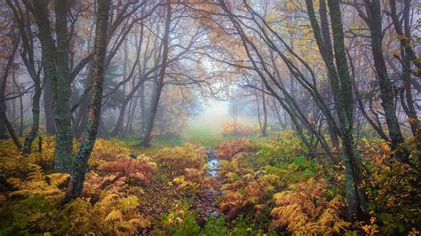 Forest Magical Colors In Autumn Trondheim Norway Landscape