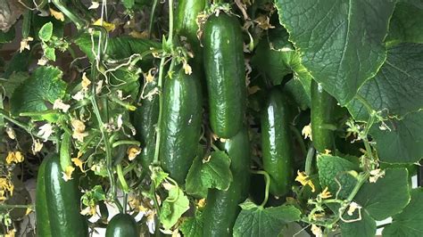 Hydroponic Cucumbers Grown Indoors With A LED Grow Light YouTube