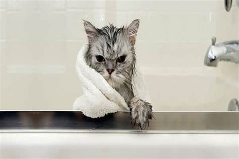 40 Cute Pictures Of Cats Bath Time Tail And Fur