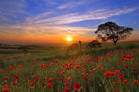 Poppy Field Tree And Sunset Wallpaper Sunrise Pictures Sunset