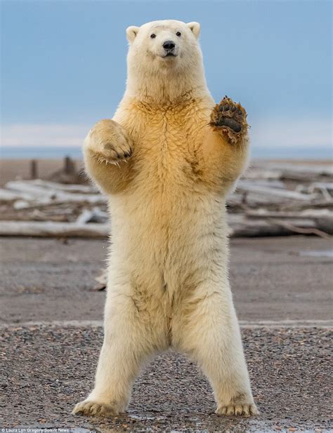 Polar Bear Cub Shows Off Its Dance Moves In Alaska Daily Mail Online