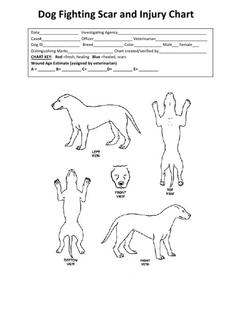 Dog Fighting Scar And Injury Chart Template Download Printable Pdf