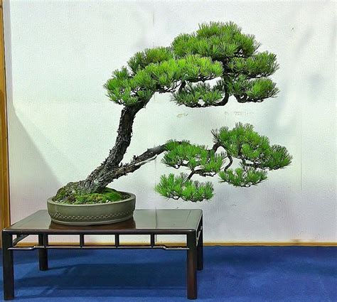 Bonsai Pine Bonsai Tree Bonsai Tree