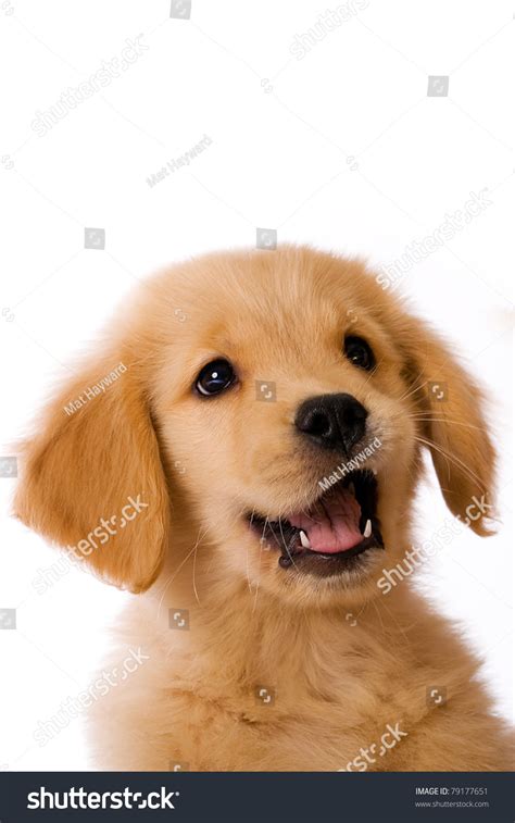 A Cute Golden Retriever Puppy With An Happy Expression On
