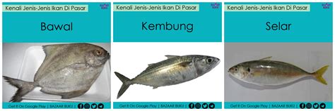 Jenis jenis ikan tuna dan gambarnya paling lengkap 2. Kenali Jenis-jenis Ikan di Pasar - Lokmanamirul.com