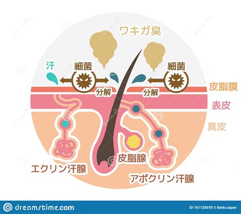 Structure Eccrine Sweat Gland Infographics Vector Illustration On