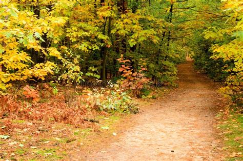 Pathway In The Autumn Forest Stock Photo Image Of Nature Leaves