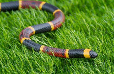 Coral Snake Diet Size Rhyme And Facts Britannica