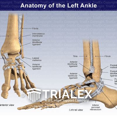 Anatomy Of The Left Ankle Trialexhibits Inc